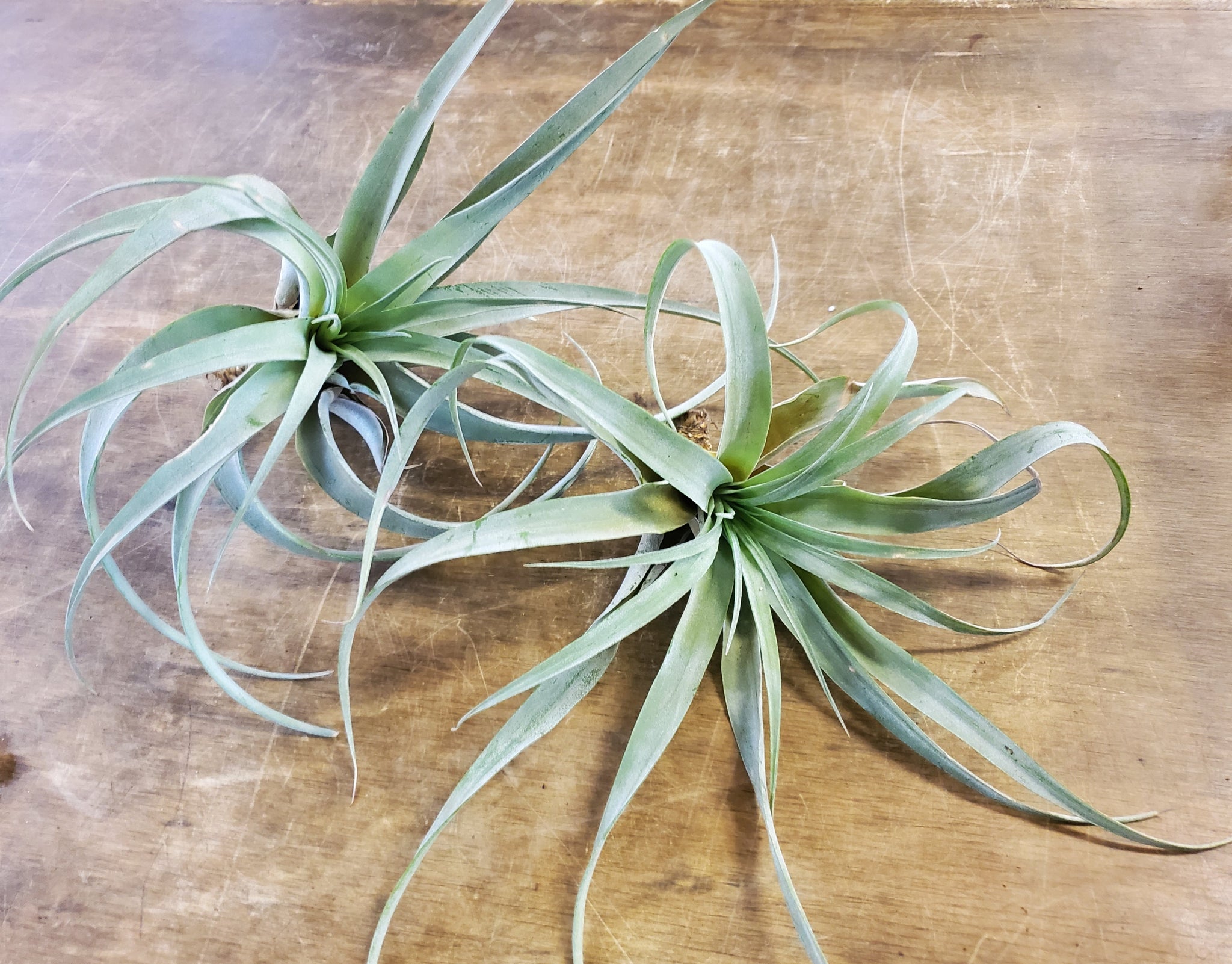 air plant long Air Plant