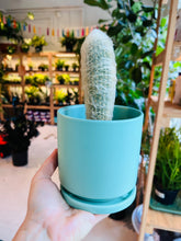 Load image into Gallery viewer, Lush Plant Co. @ Vine Fine Wine
