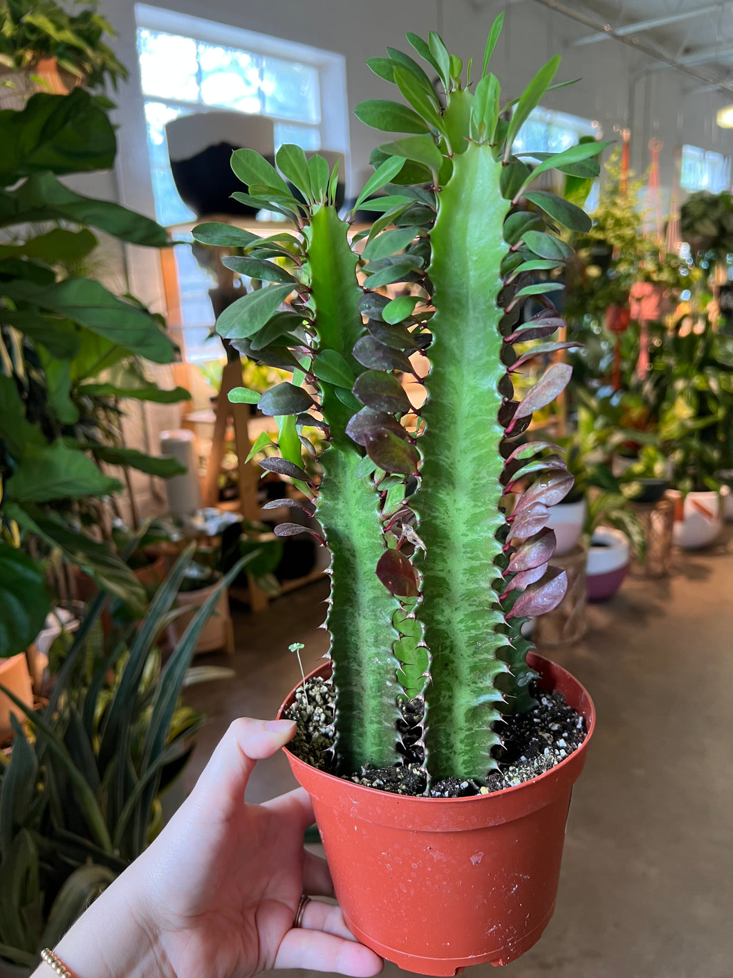 Euphorbia- Trigona