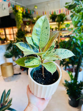 Load image into Gallery viewer, Lush Plant Co. @ Vine Fine Wine
