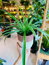 Load image into Gallery viewer, Lush Plant Co. @ Vine Fine Wine
