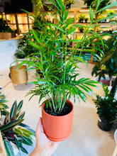 Load image into Gallery viewer, Lush Plant Co. @ Vine Fine Wine
