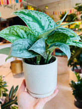 Load image into Gallery viewer, Lush Plant Co. @ Vine Fine Wine
