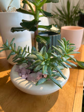 Load image into Gallery viewer, Succulent &amp; Cacti Bowls
