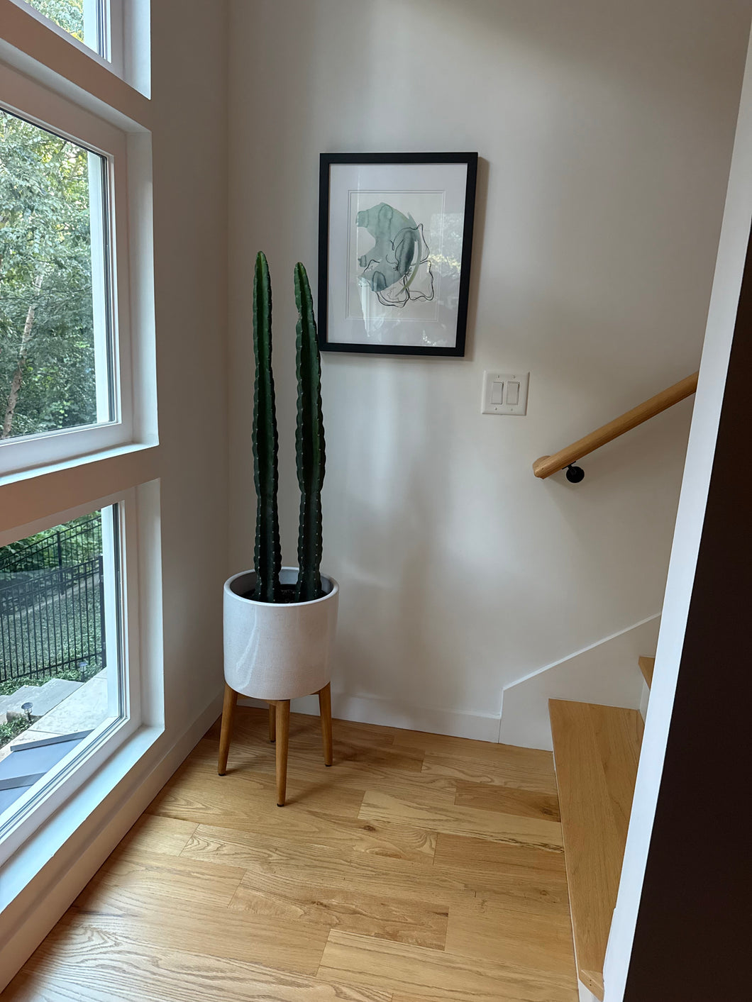Cactus - Cereus Jamacaru (Cuddly Cactus)