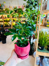 Load image into Gallery viewer, Lush Plant Co. @ Vine Fine Wine
