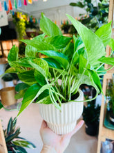 Load image into Gallery viewer, Lush Plant Co. @ Vine Fine Wine
