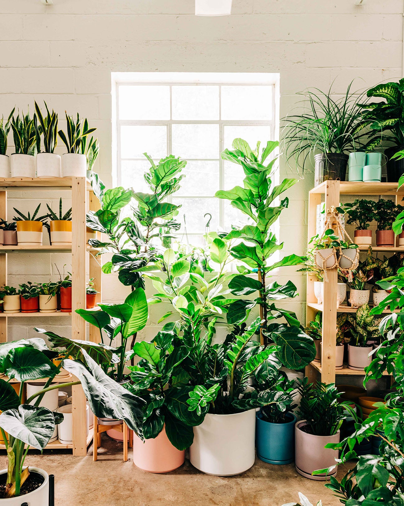 Virtual Houseplant Consultation