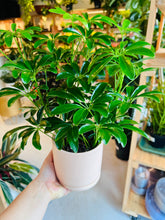 Load image into Gallery viewer, Lush Plant Co. @ Vine Fine Wine
