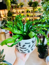 Load image into Gallery viewer, Lush Plant Co. @ Vine Fine Wine
