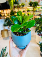 Load image into Gallery viewer, Lush Plant Co. @ Vine Fine Wine
