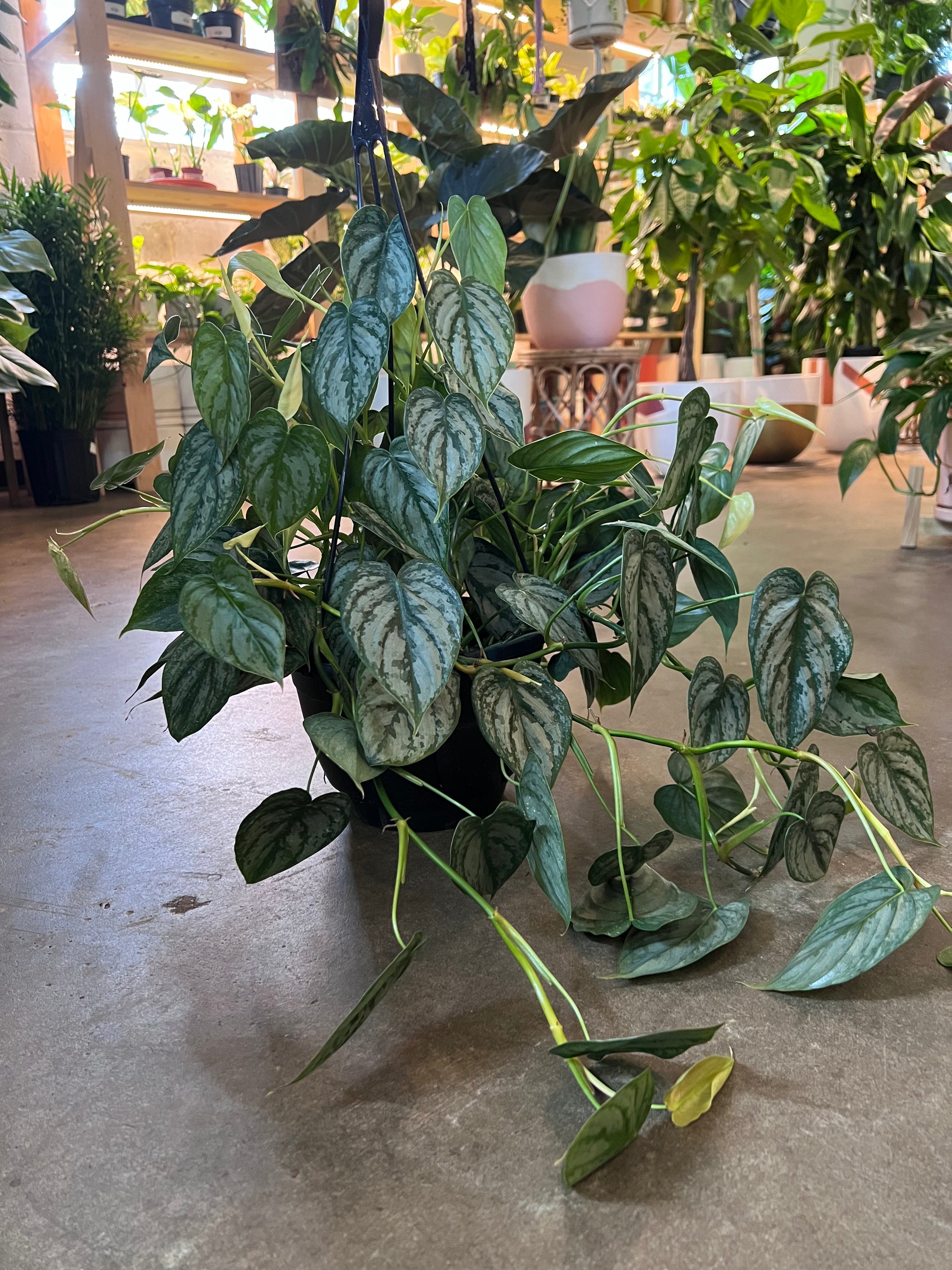 Philodendron Brandtianum – Lush Plant Co. Decatur