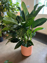 Load image into Gallery viewer, Dieffenbachia Puerto Rico
