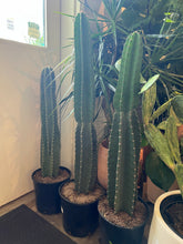 Load image into Gallery viewer, Cactus - Cereus Peruvians
