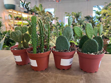 Load image into Gallery viewer, Opuntia - Assorted
