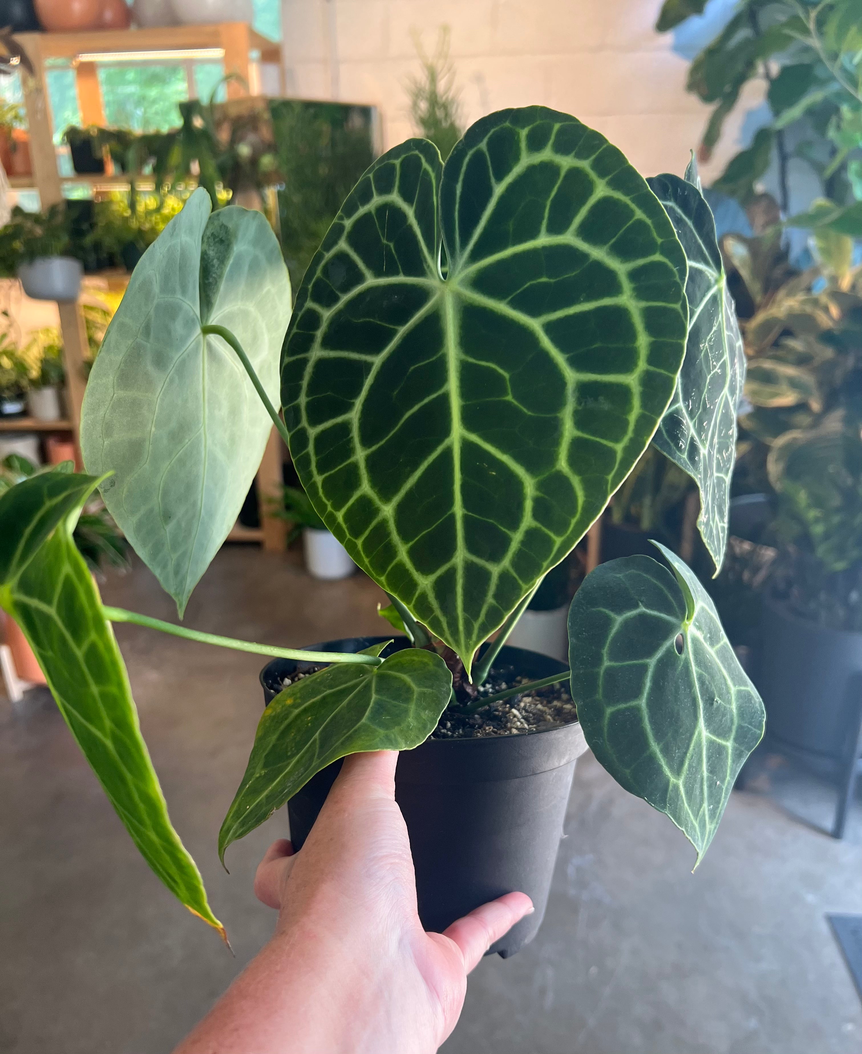 anthurium lucidum Anthurium Clarinervium – Lush Plant Co. Decatur