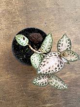 Load image into Gallery viewer, Jewel Orchid
