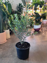 Load image into Gallery viewer, Olive Tree - Olea Arbequina
