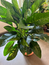 Load image into Gallery viewer, Dieffenbachia Puerto Rico
