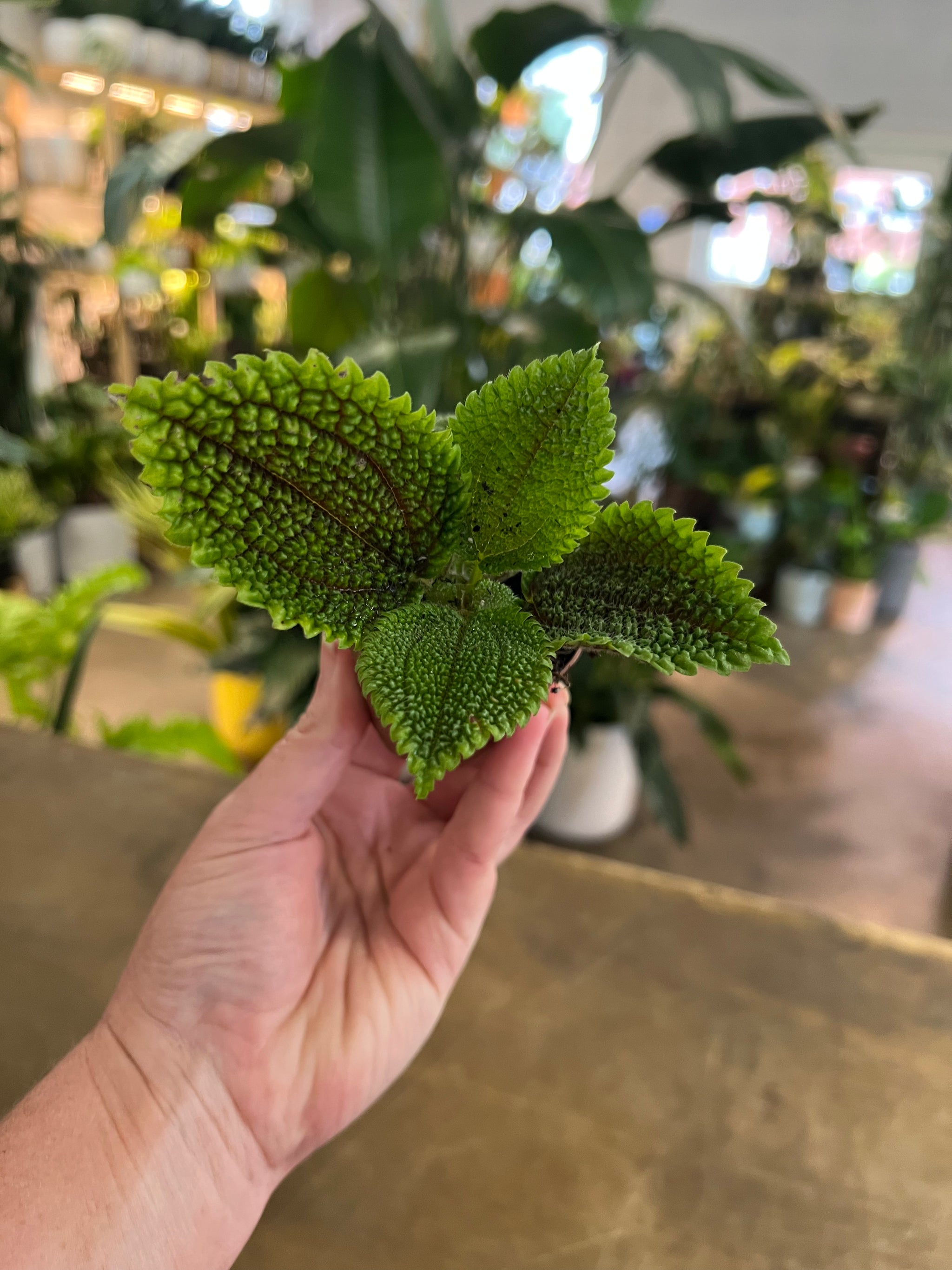 Pilea 'Moon Valley' 4in