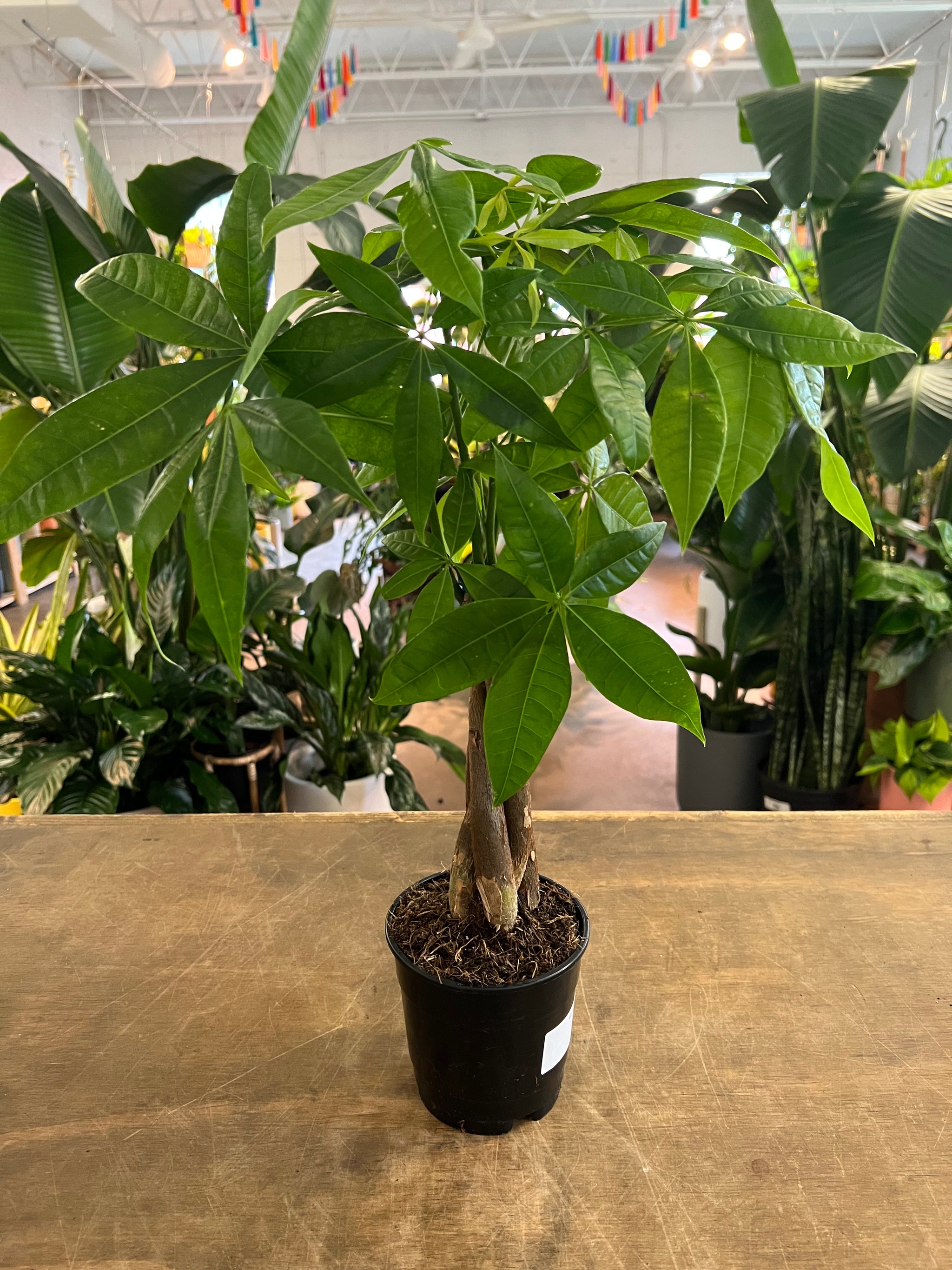 Money Tree