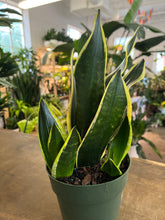 Load image into Gallery viewer, Sansevieria Superba - Black Gold
