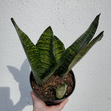 Load image into Gallery viewer, Sansevieria Robusta
