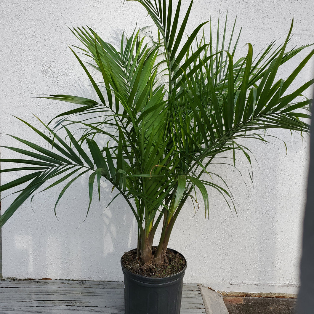 Palm - Majesty