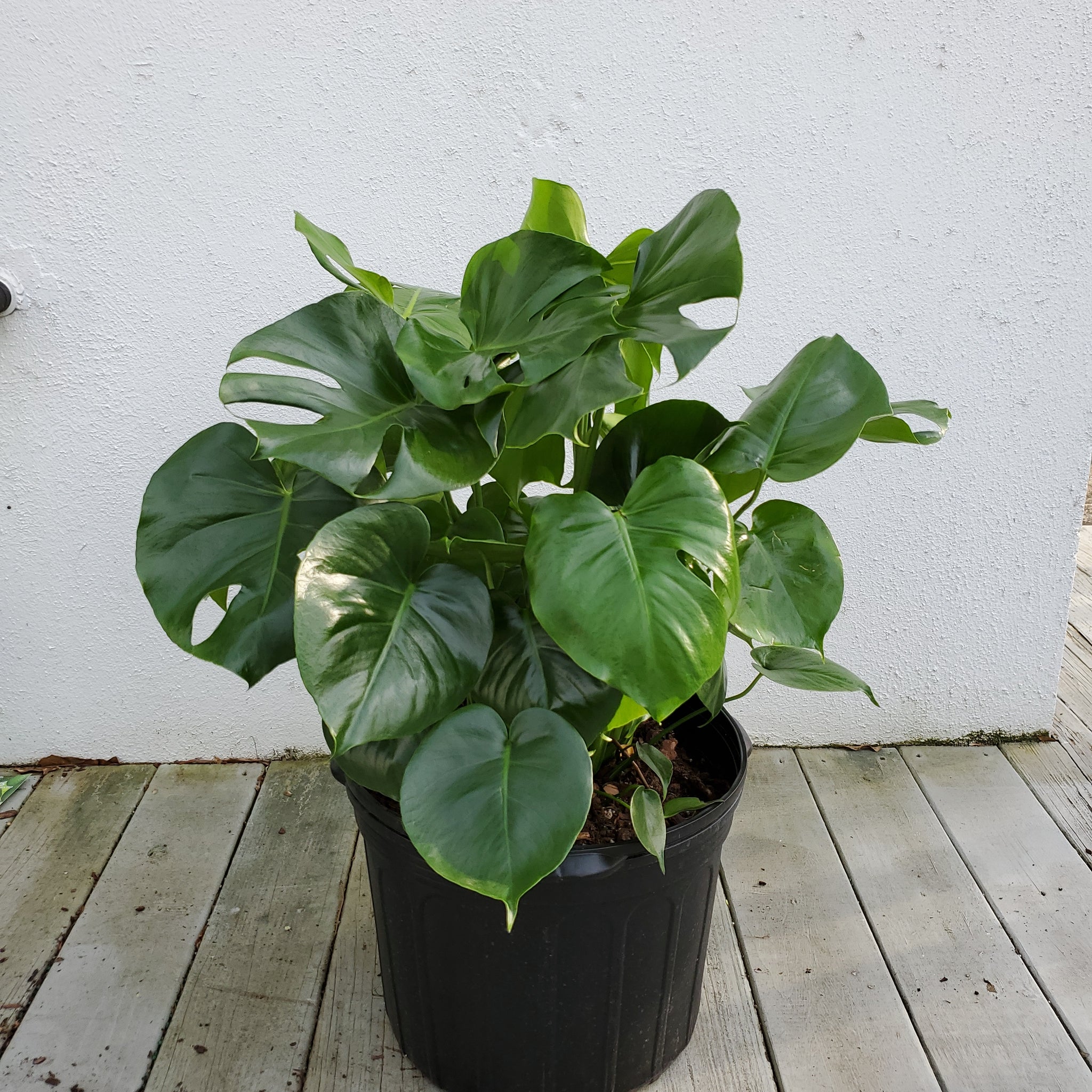 Monstera Deliciosa – Lush Plant Co. Decatur