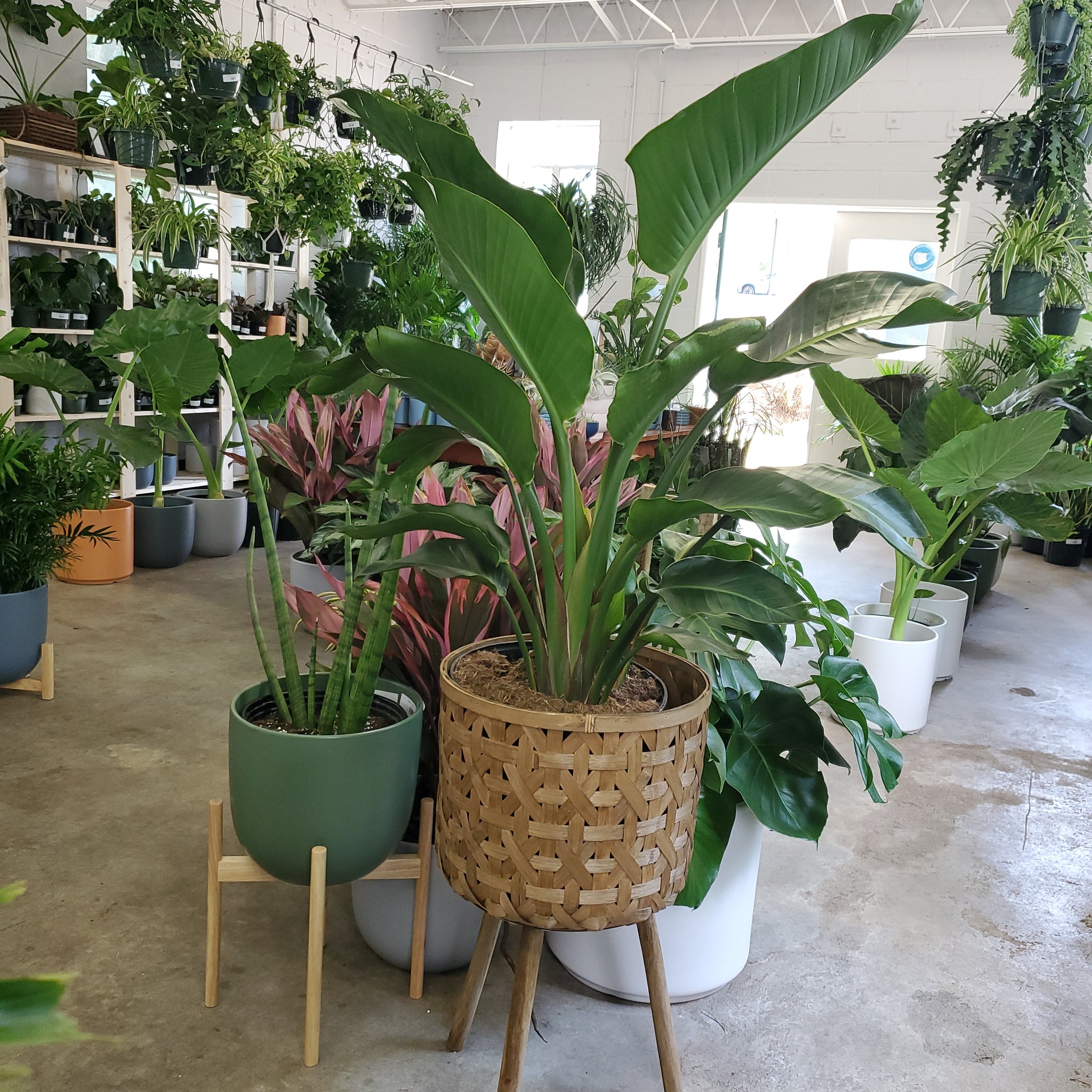 white bird indoor plant White Bird of Paradise – Lush Plant Co. Decatur