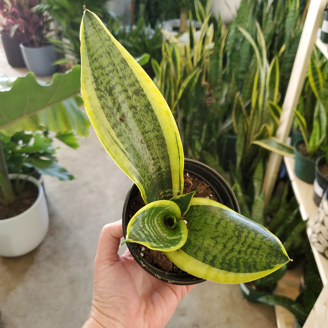 Sansevieria Laurentii