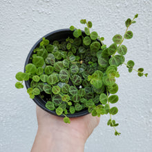 Load image into Gallery viewer, String of Turtles
