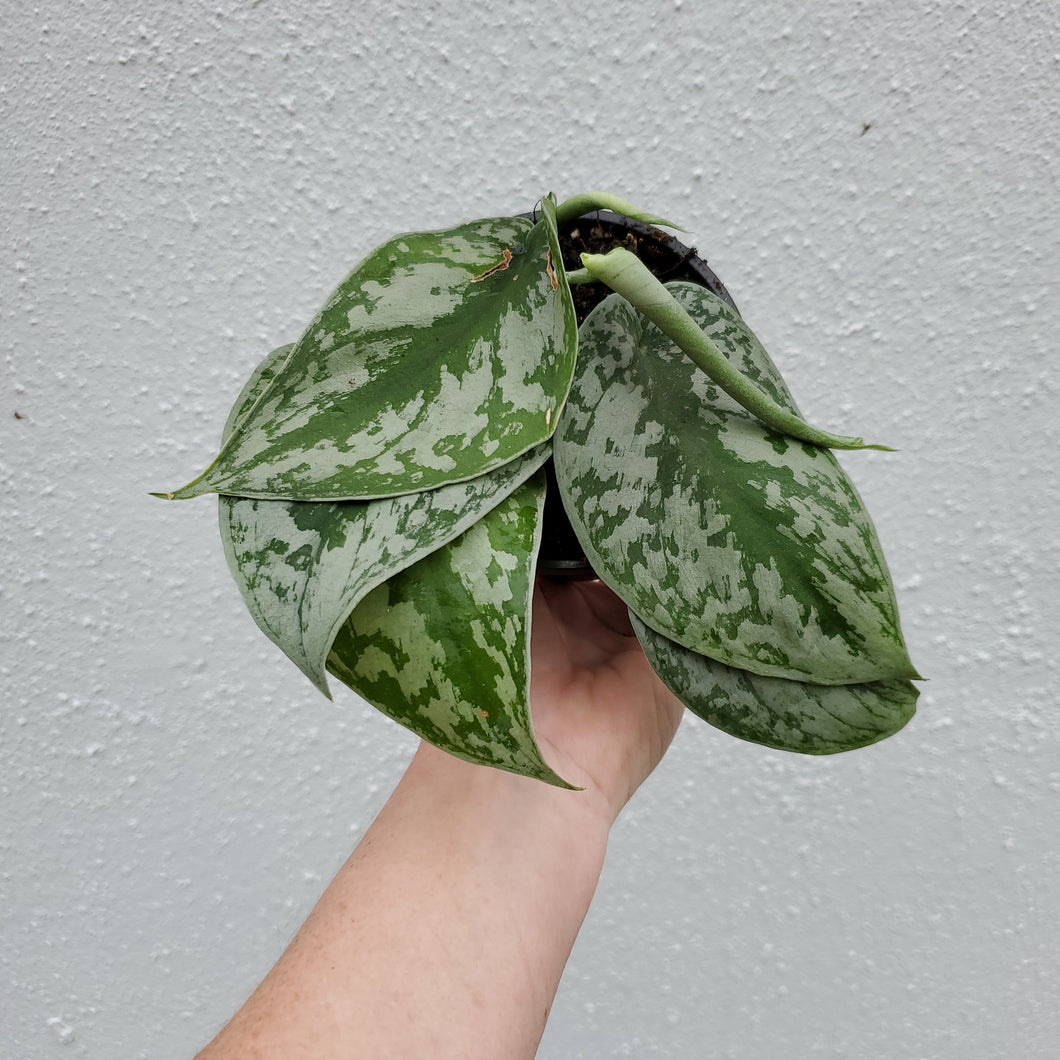 Scindapsus Pictus Exotica