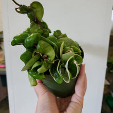 Load image into Gallery viewer, Hoya Carnosa Compacta - Variegata
