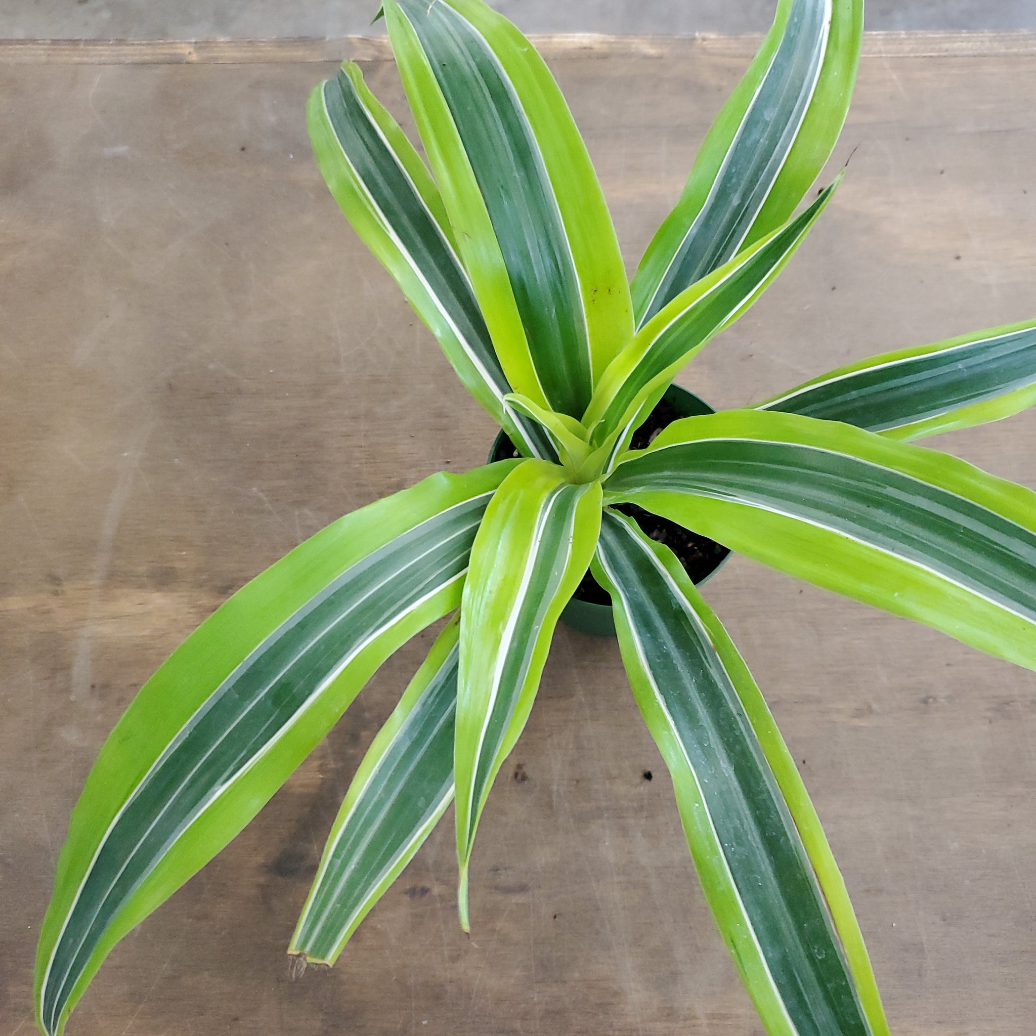lemon lime variegated dracaena Dracaena Lemon Lime – Lush Plant Co. Decatur