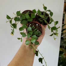 Load image into Gallery viewer, Hoya Curtisii
