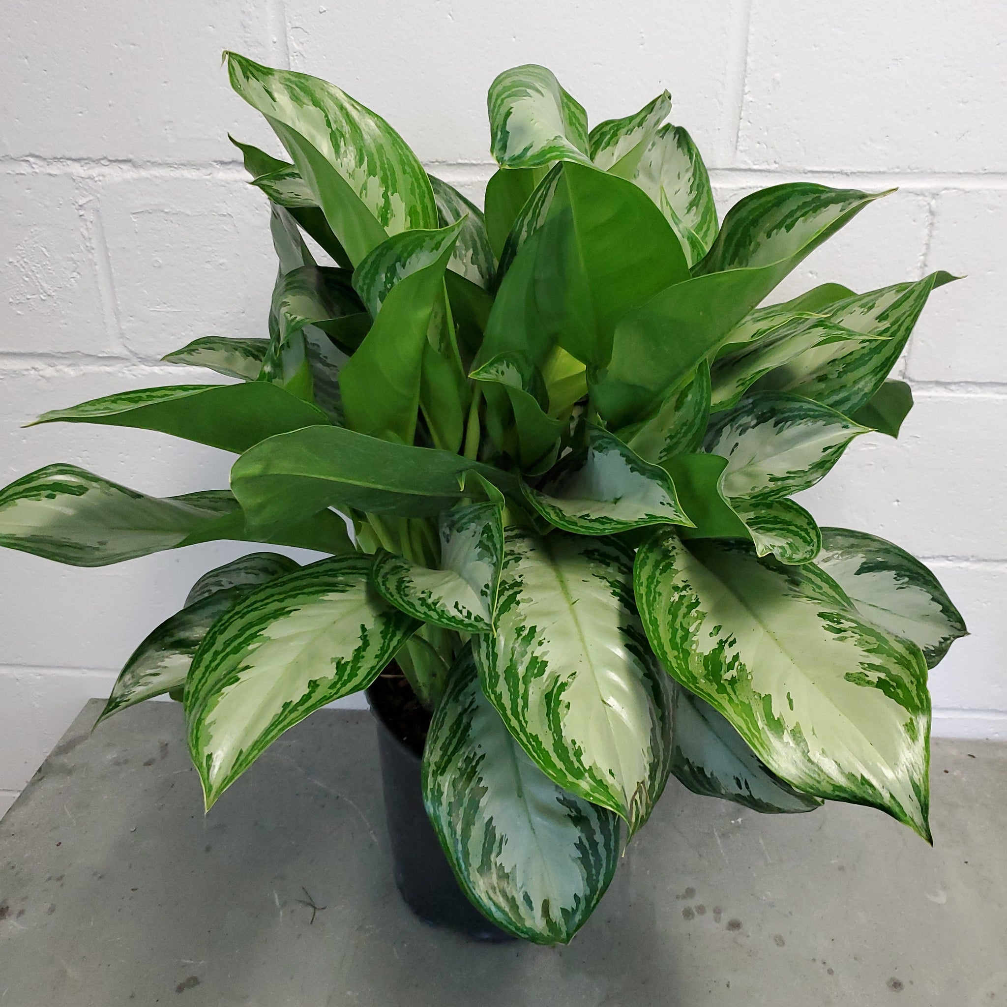 aglaonema dark green Aglaonema Silver Bay – Lush Plant Co. Decatur