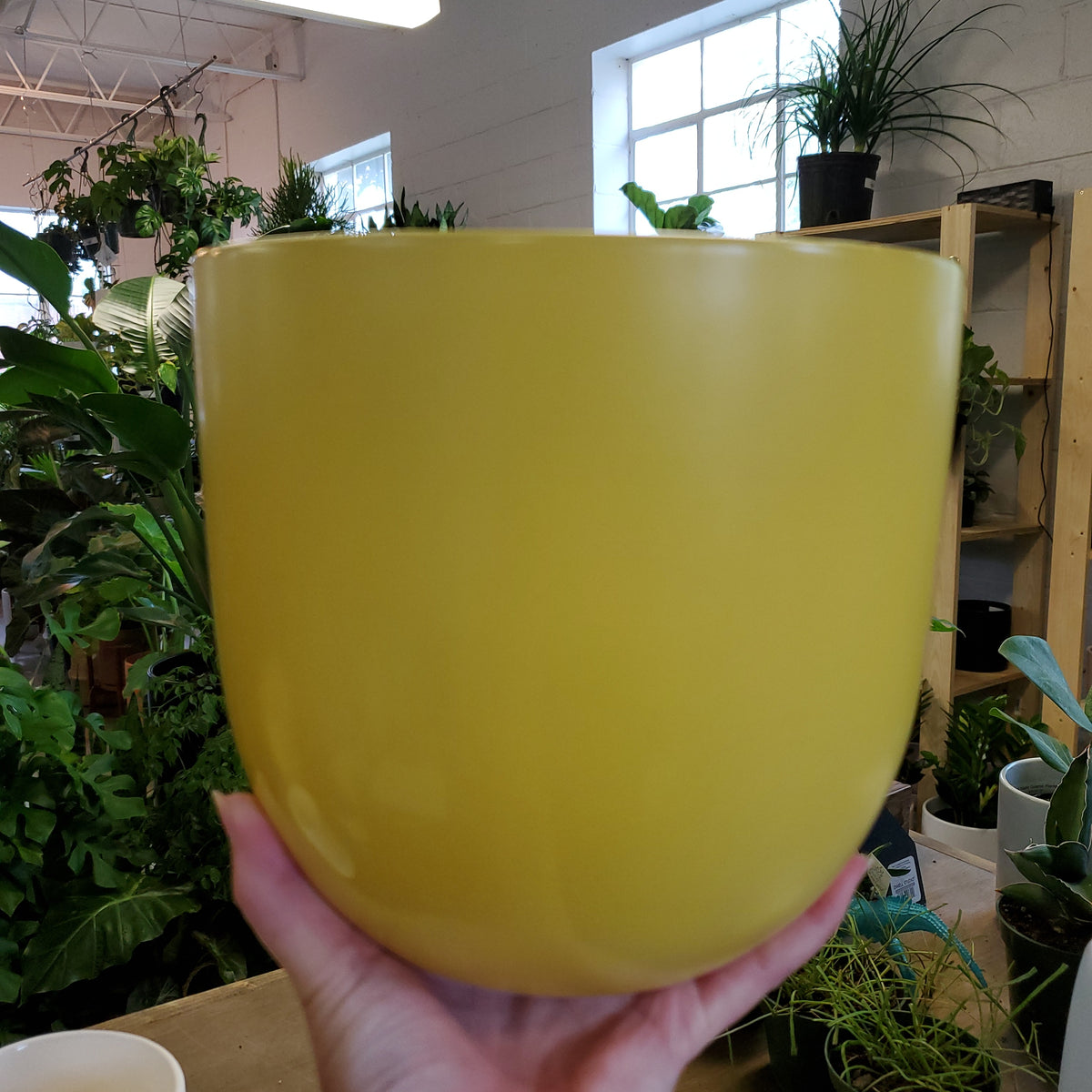 Ceramic Egg Planter - Yellow – Lush Plant Co. Decatur