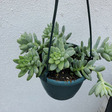 Load image into Gallery viewer, Sedum “Burros Tail”
