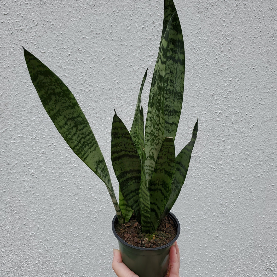 Sansevieria Zeylanica