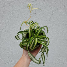 Load image into Gallery viewer, Spider Plant - Bonnie
