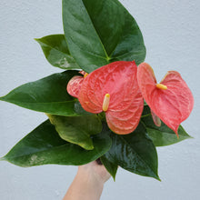 Load image into Gallery viewer, Flamingo Anthurium
