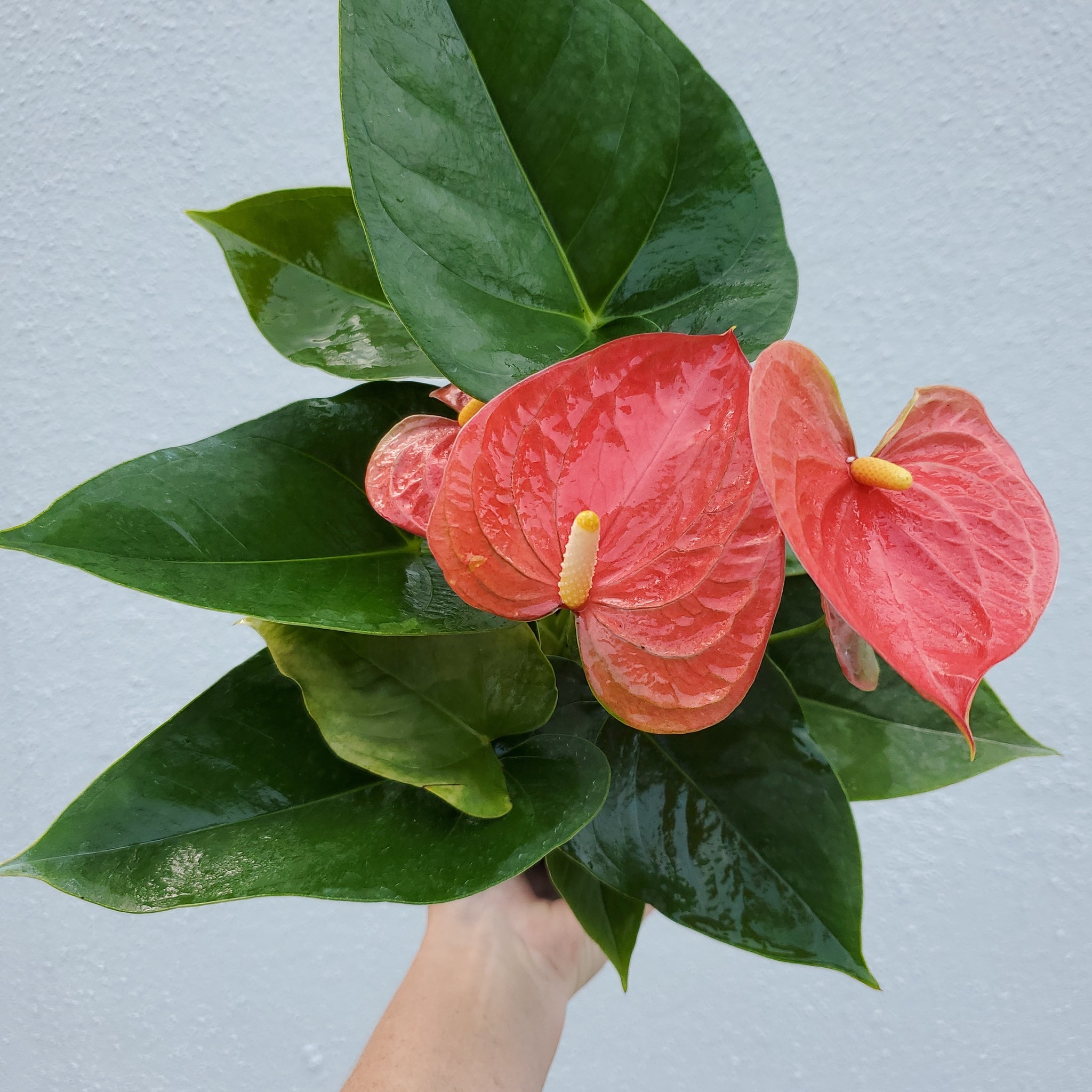 flamingo anthurium Flamingo Anthurium – Lush Plant Co. Decatur