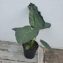 Load image into Gallery viewer, Alocasia Regal Shields
