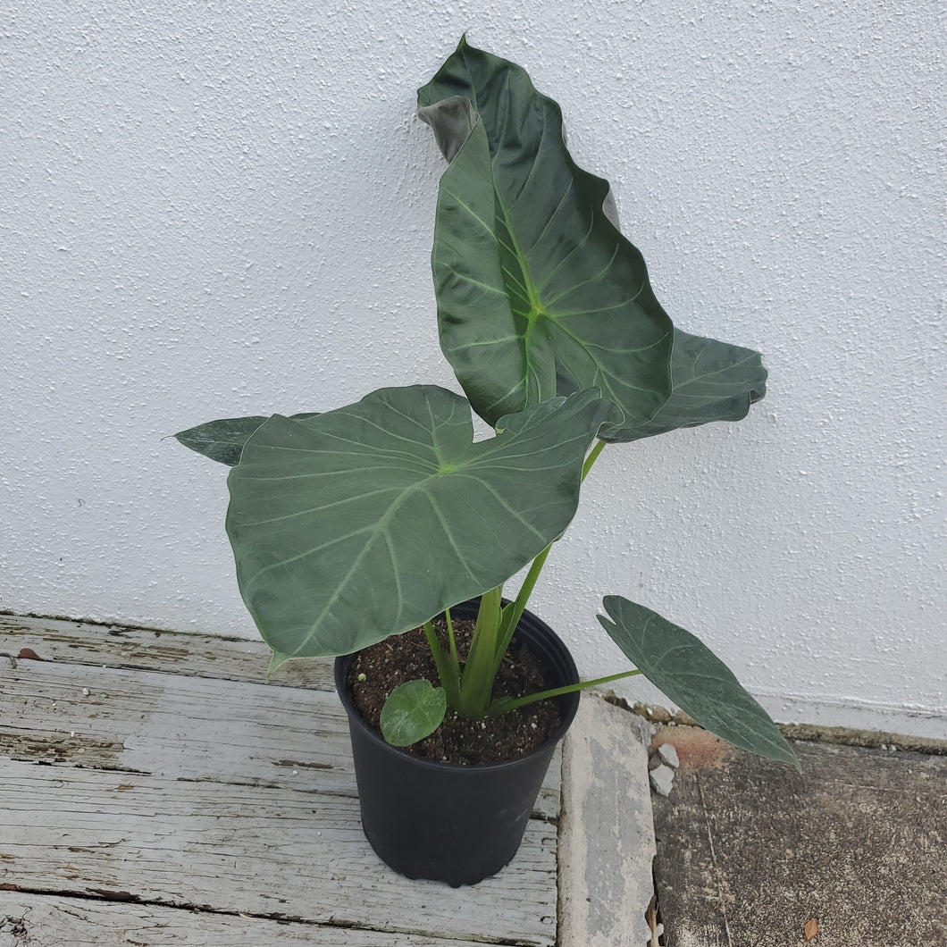 Alocasia Regal Shields