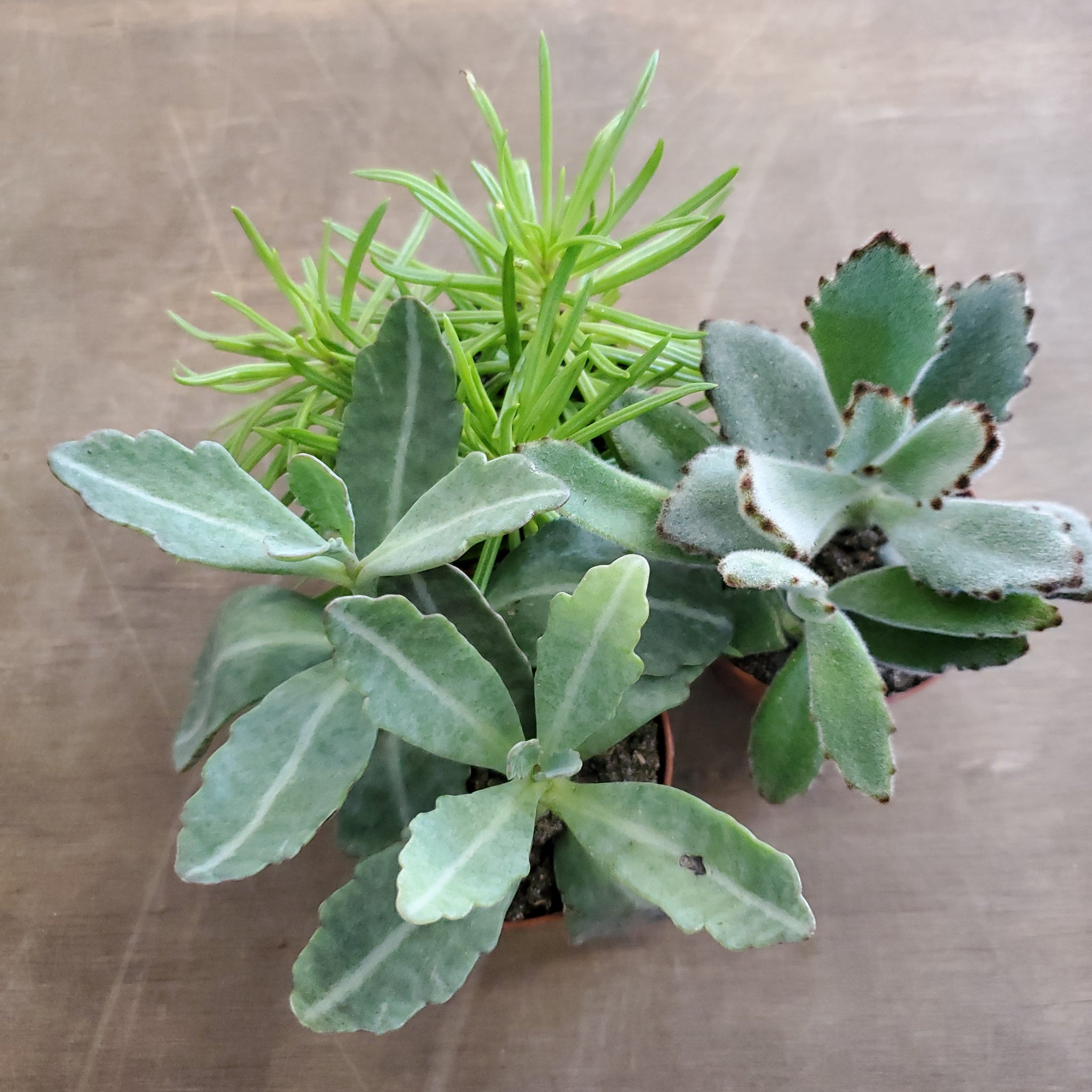 lush succulents Assorted Succulents – Lush Plant Co. Decatur