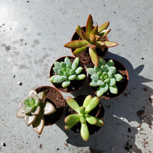 Load image into Gallery viewer, Assorted Succulents
