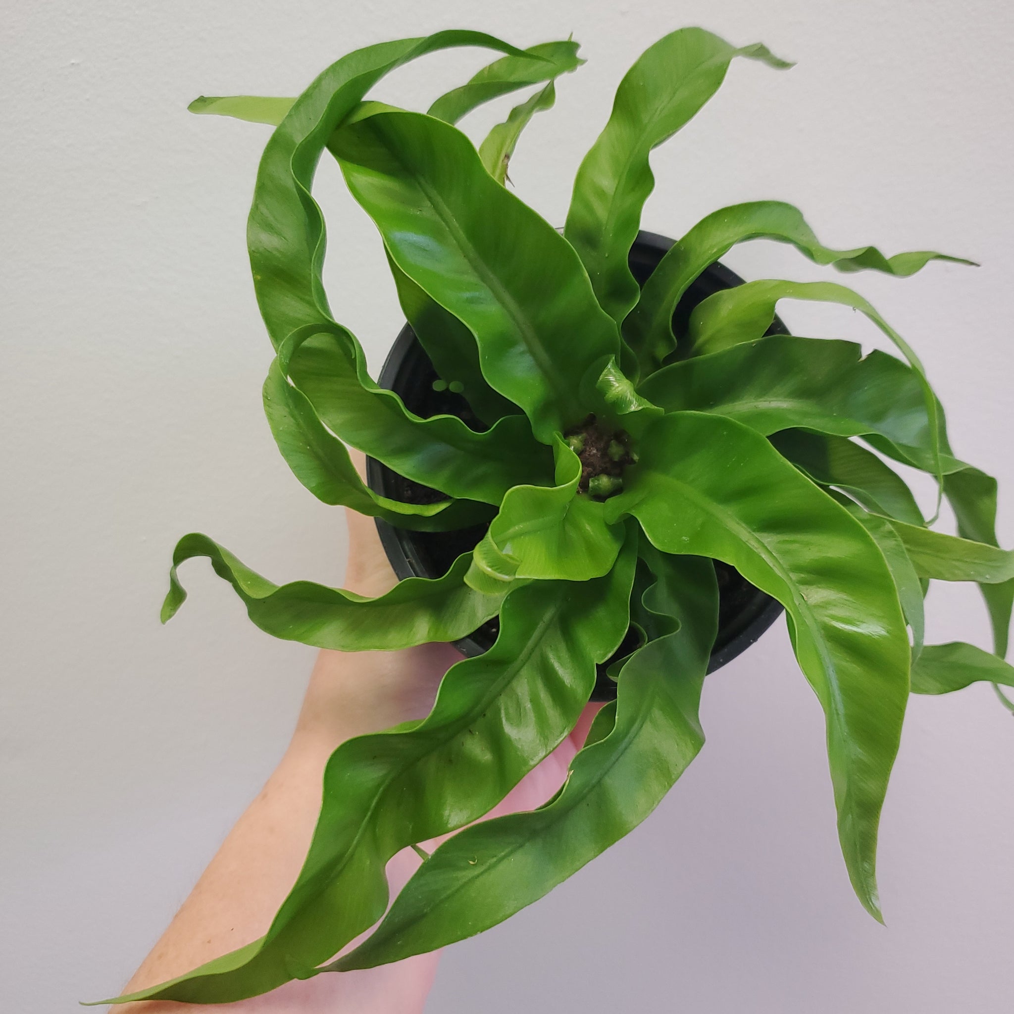 hurricane bird nest fern Birds Nest Fern – Lush Plant Co. Decatur