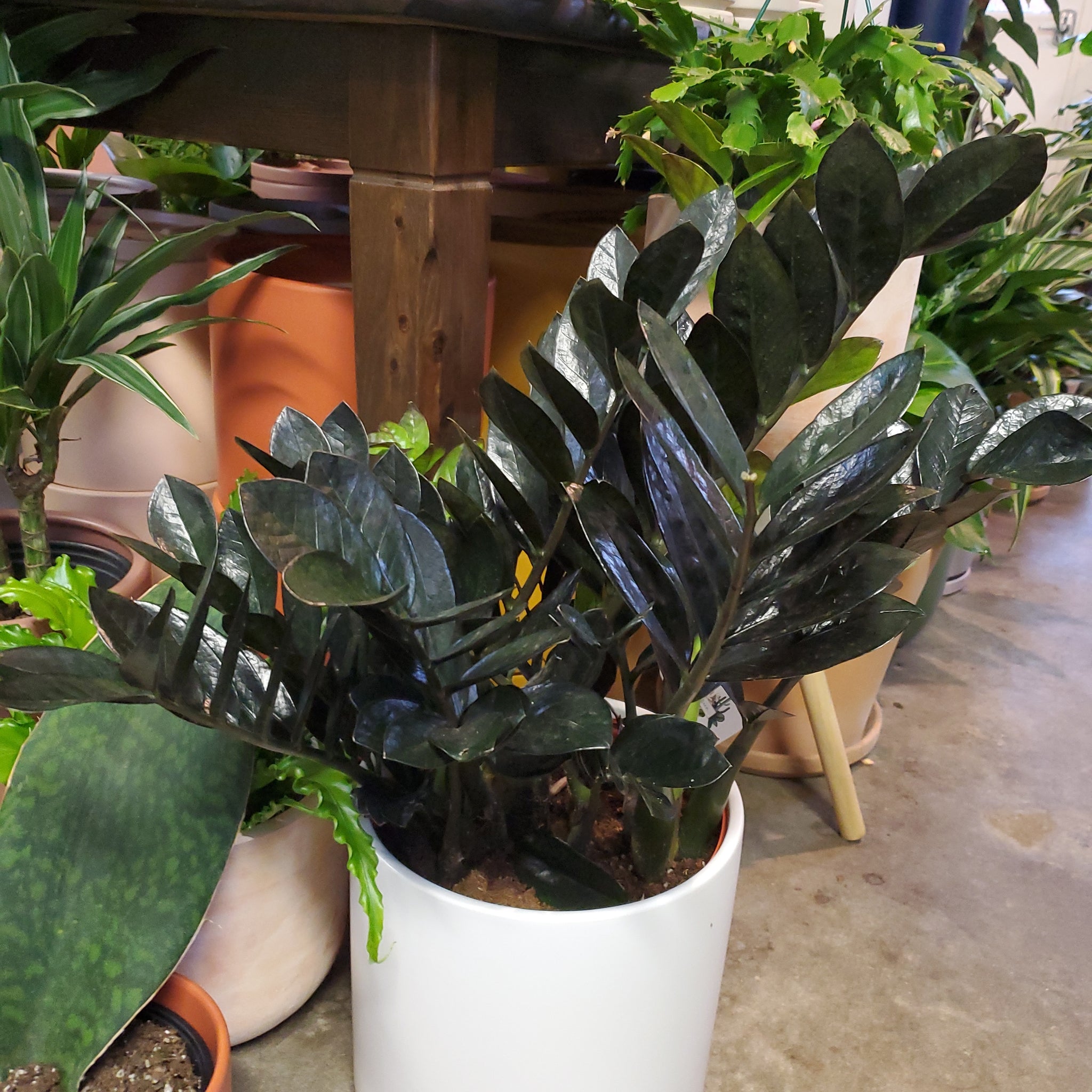 full grown black zz plant Zamioculcas Zamifolia "ZZ" Plant