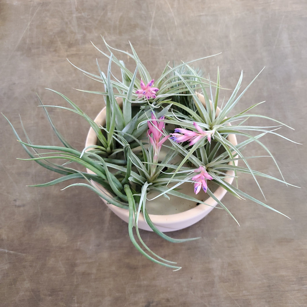 Air Plant - Tillandsia Varieties